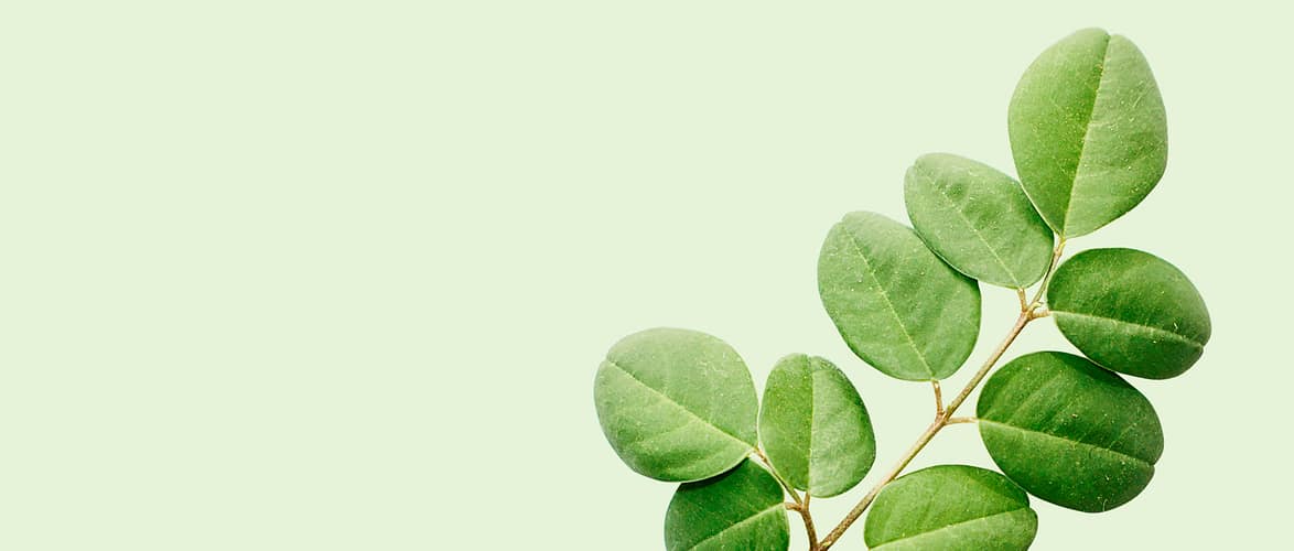 Cover-Moringa